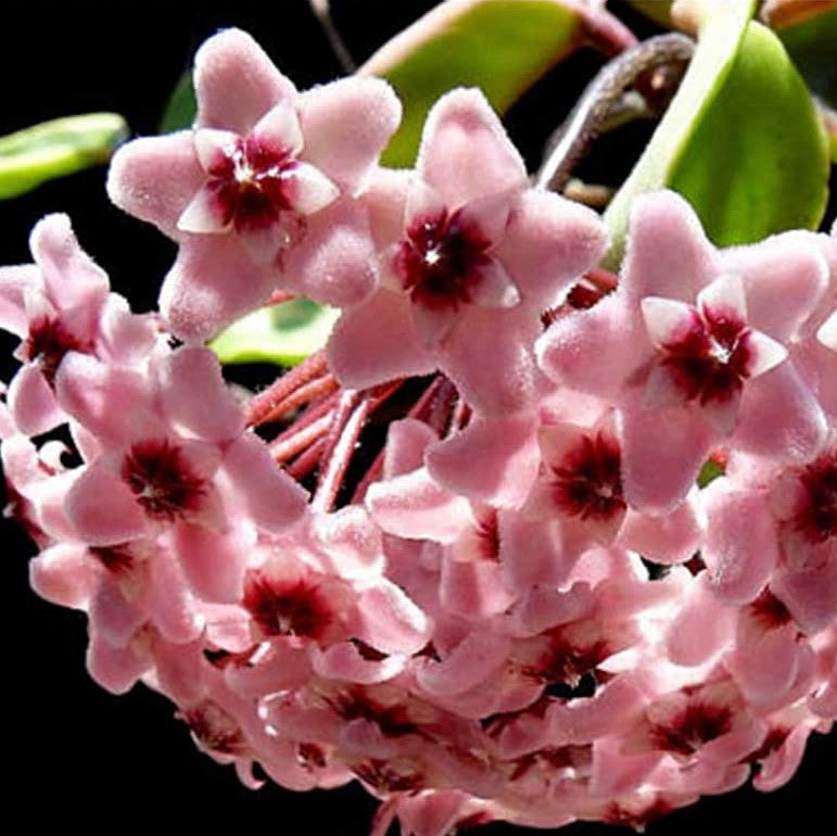 Hoya Carnosa Chelsea Plant - myBageecha