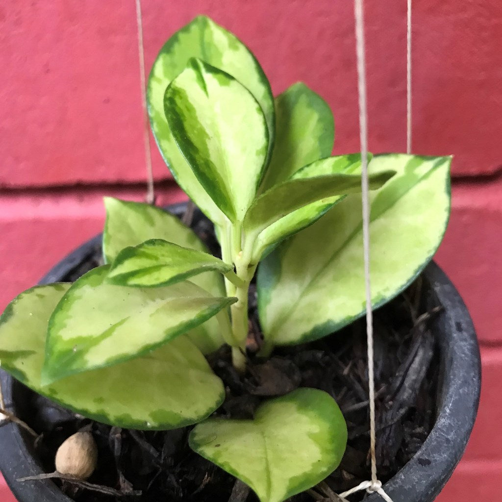 Hoya Krimson Princess Plant - myBageecha