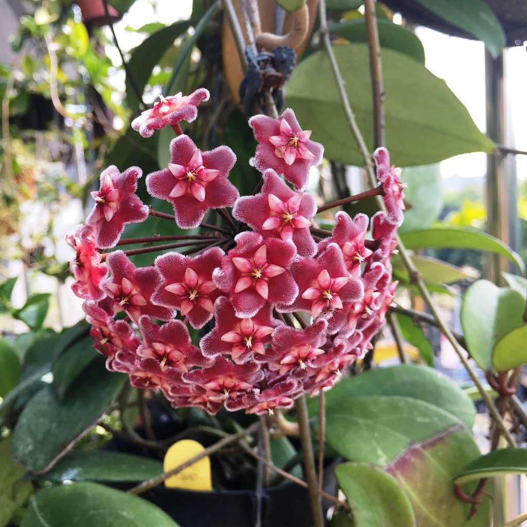 Hoya Carnosa Red Plant - myBageecha
