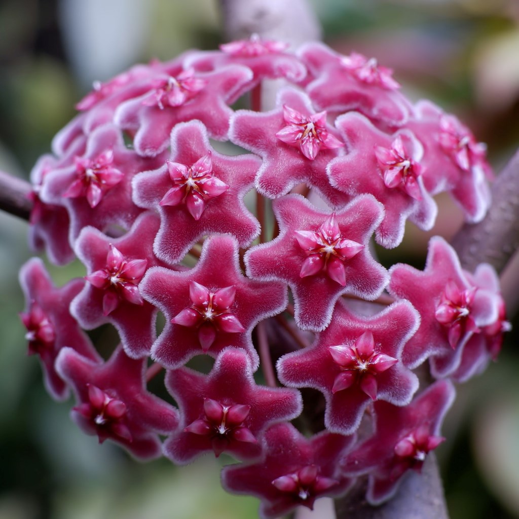 Hoya Carnosa Red Plant - myBageecha