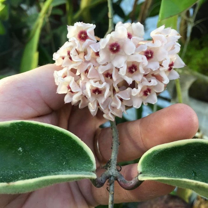 Hoya Krimson Princess Plant - myBageecha