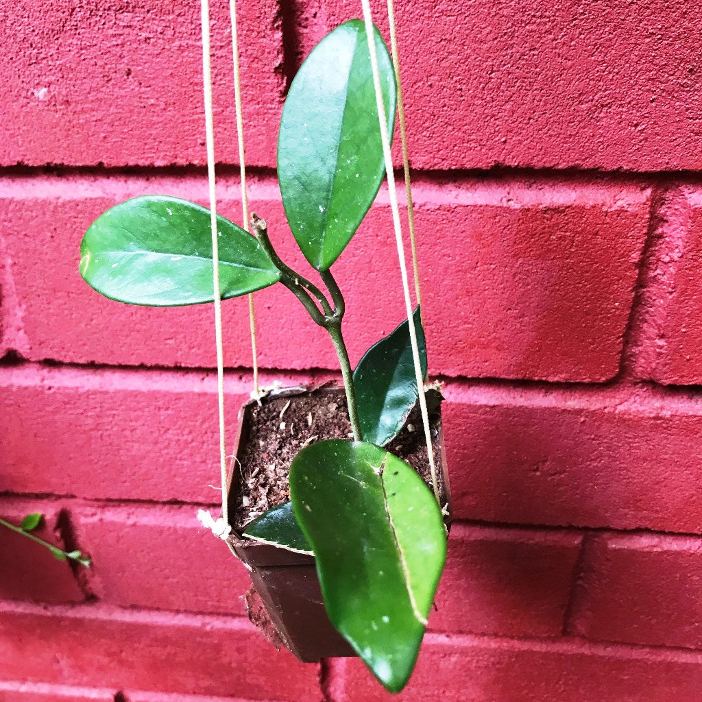 Hoya Carnosa White Plant - myBageecha