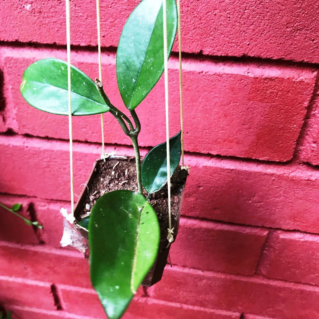 Hoya Carnosa White Plant - myBageecha