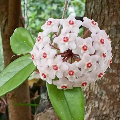 Hoya Carnosa White Plant - myBageecha