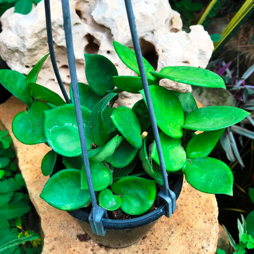その他観葉植物 Hoya Carnosa 'Amore' Hoya carnosa Amore Wax Vine Fragrant Plant | myBageecha