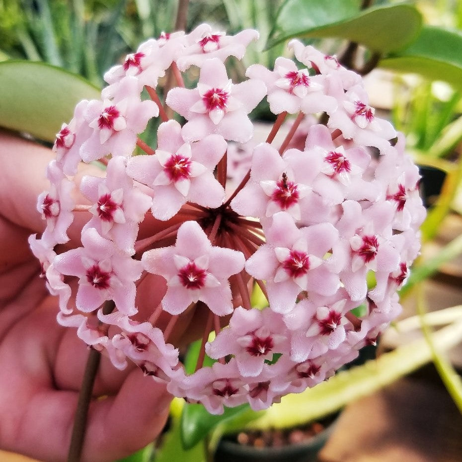 Hoya Krimson Princess Plant - myBageecha