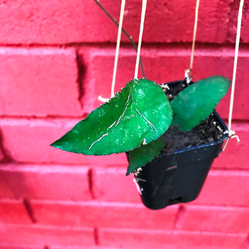 Hoya Caudata Sumatra Plant - myBageecha