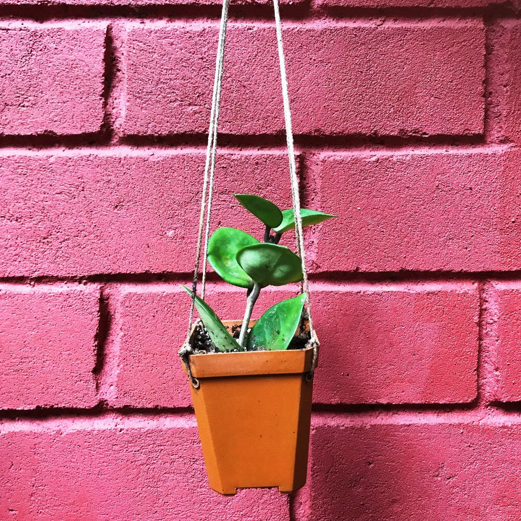 Hoya Carnosa Chelsea Plant - myBageecha