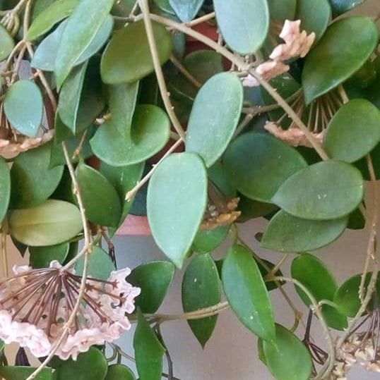 Hoya Chouke Plant - myBageecha