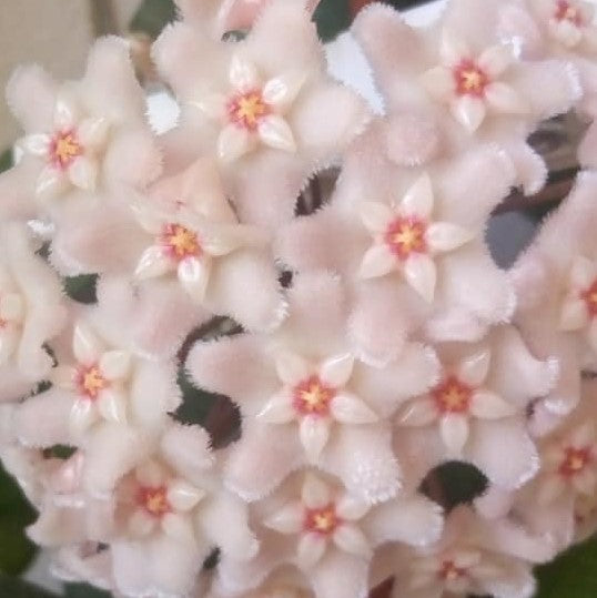 Hoya Chouke Plant - myBageecha