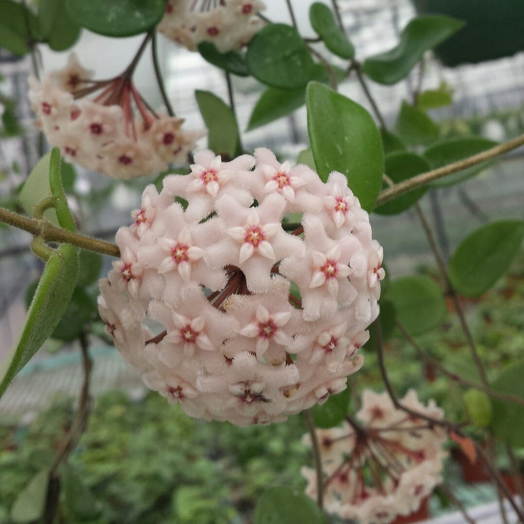 Hoya Chouke Plant - myBageecha