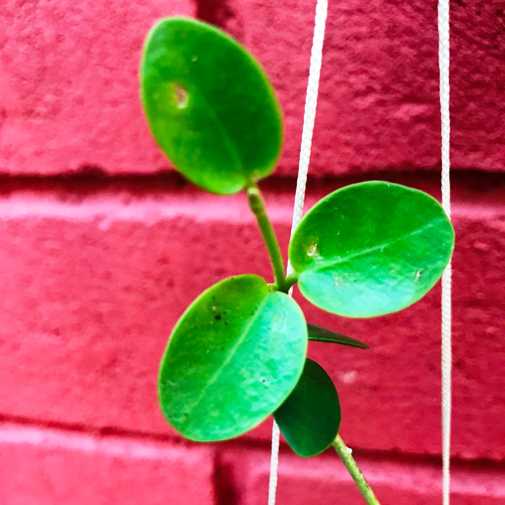 Hoya Cumingiana Plant - myBageecha