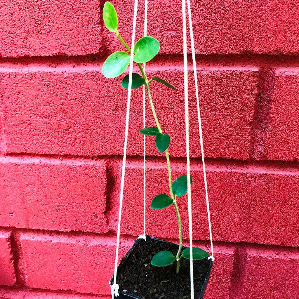 Hoya Cumingiana Plant - myBageecha