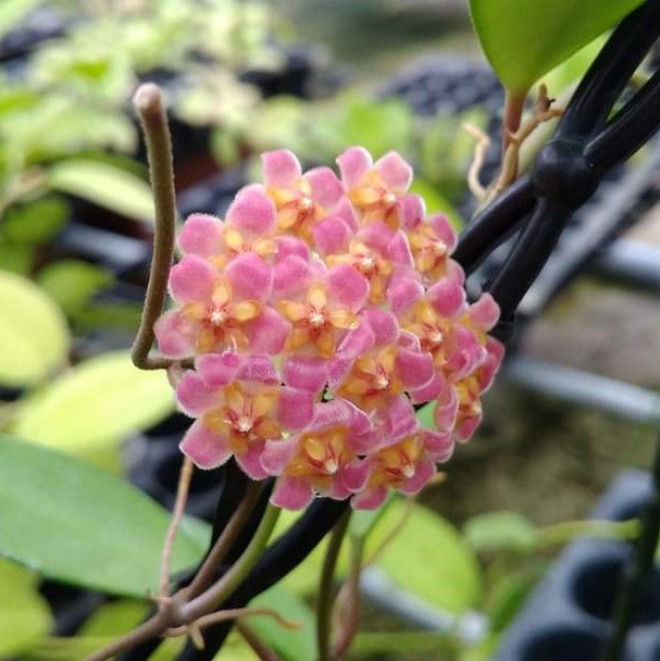 Hoya Davidcummingii Plant - myBageecha