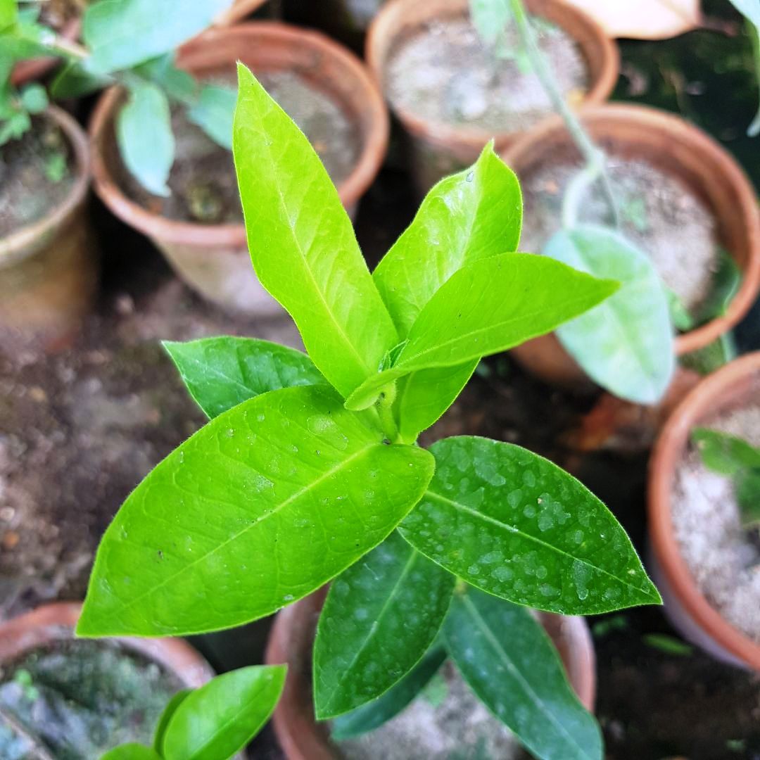 Hoya Densifolia f. dark Plant - myBageecha