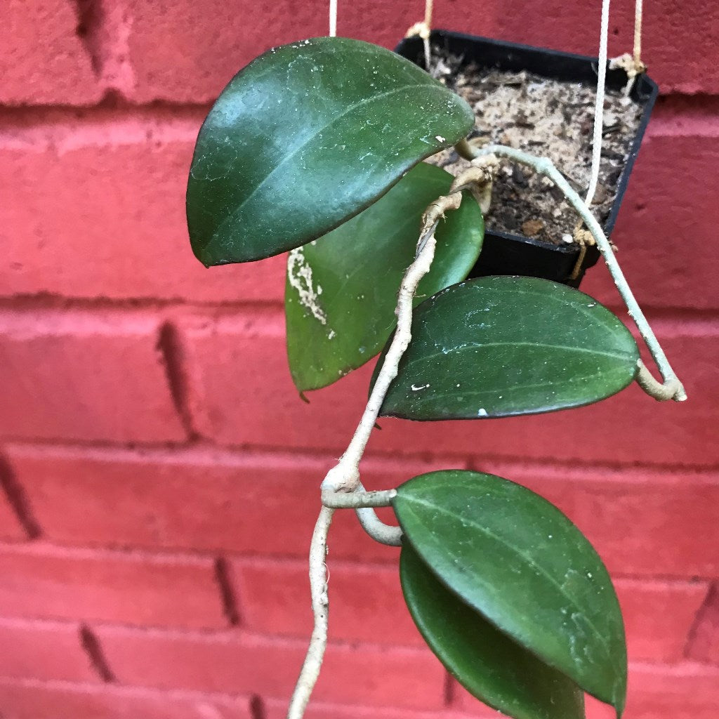 Hoya Dolichosparte Yellow Plant - myBageecha