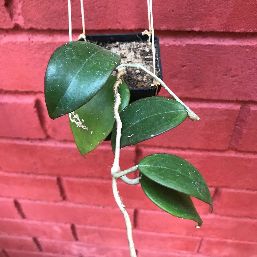 Hoya Dolichosparte Yellow Plant - myBageecha