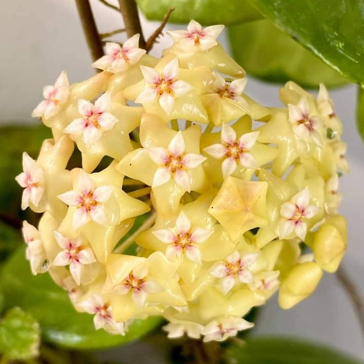 Hoya Dolichosparte Yellow Plant - myBageecha