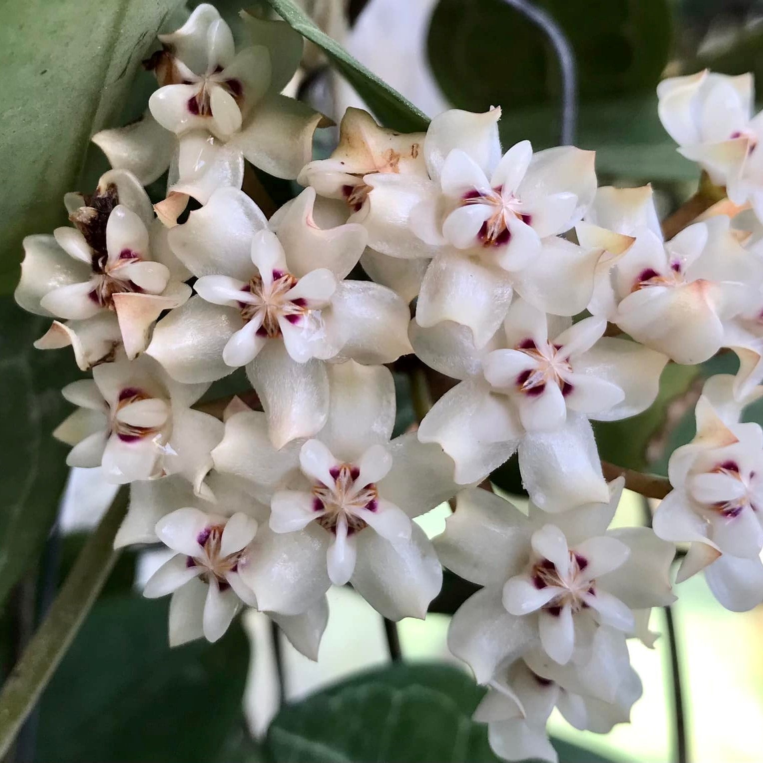 Hoya Elliptica Plant - myBageecha