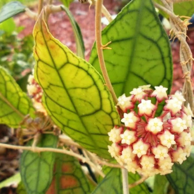 Hoya Finlaysonii Plant - myBageecha