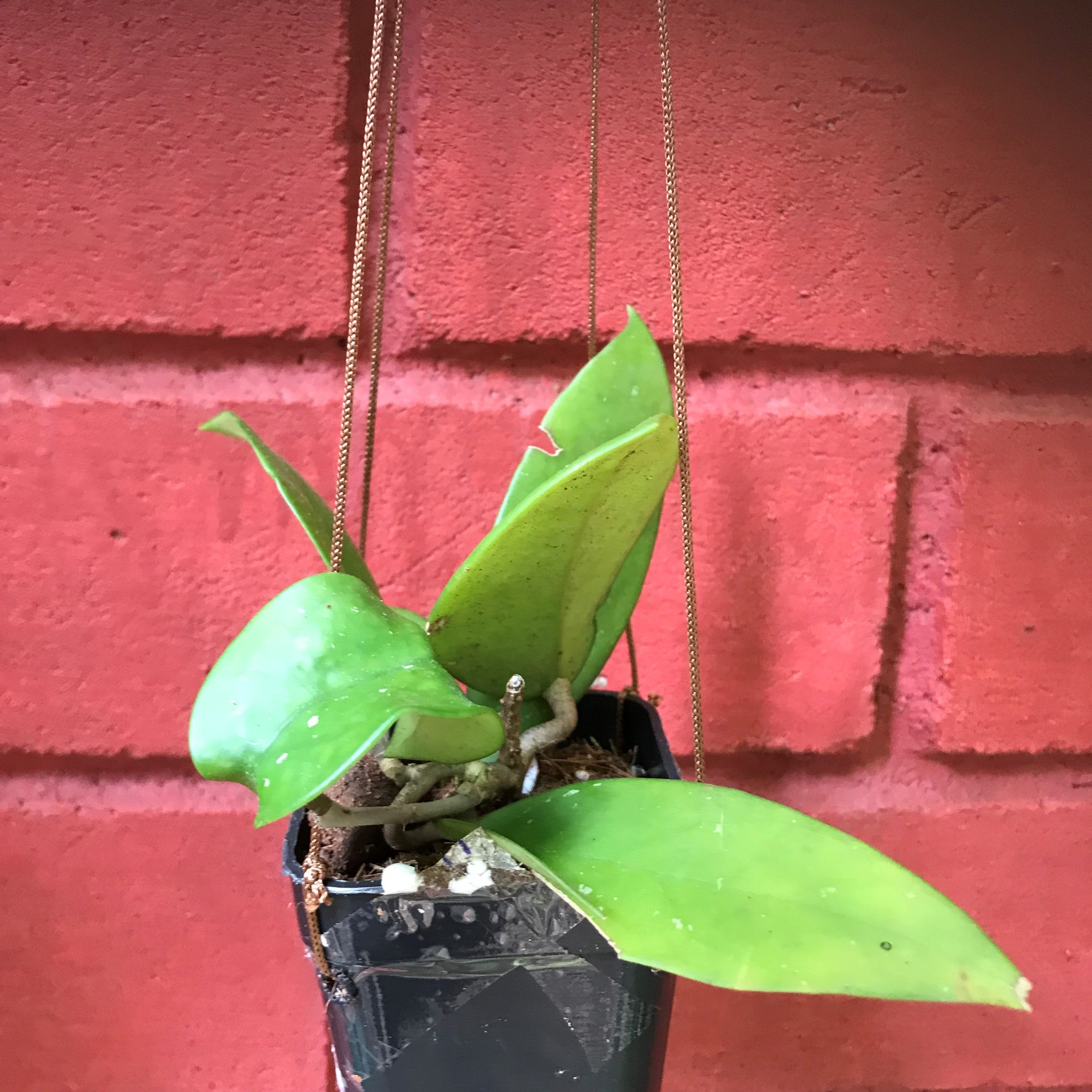 Hoya Fungii Plant - myBageecha