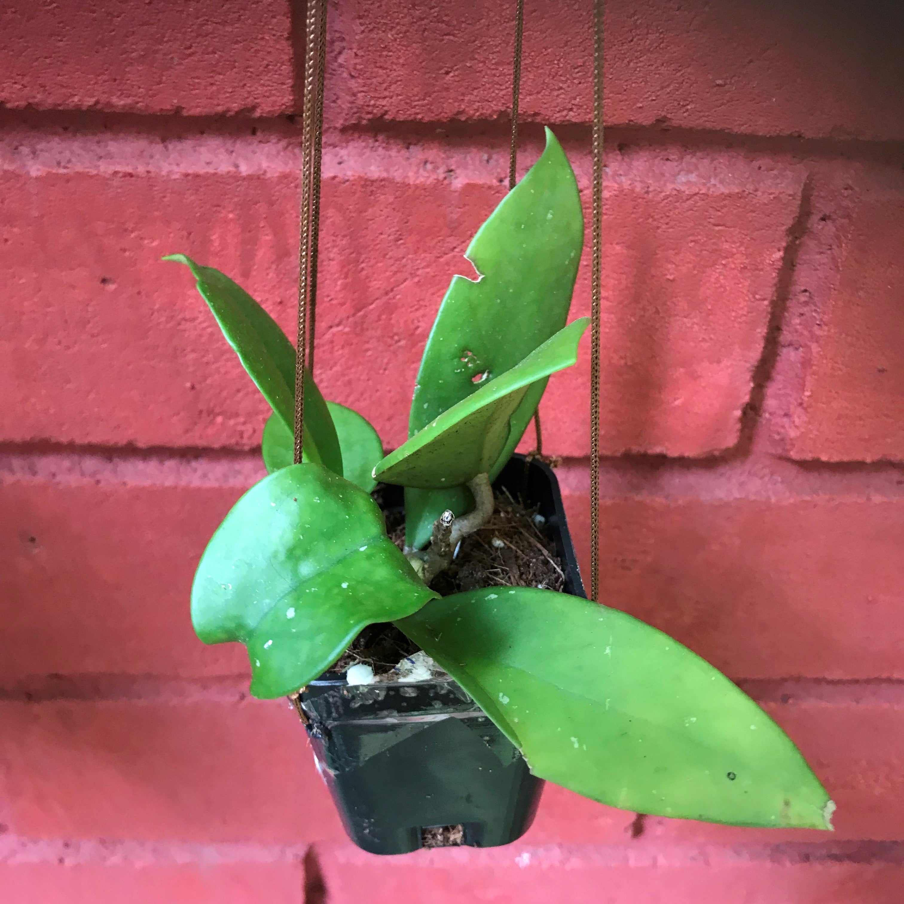 Hoya Fungii Plant - myBageecha