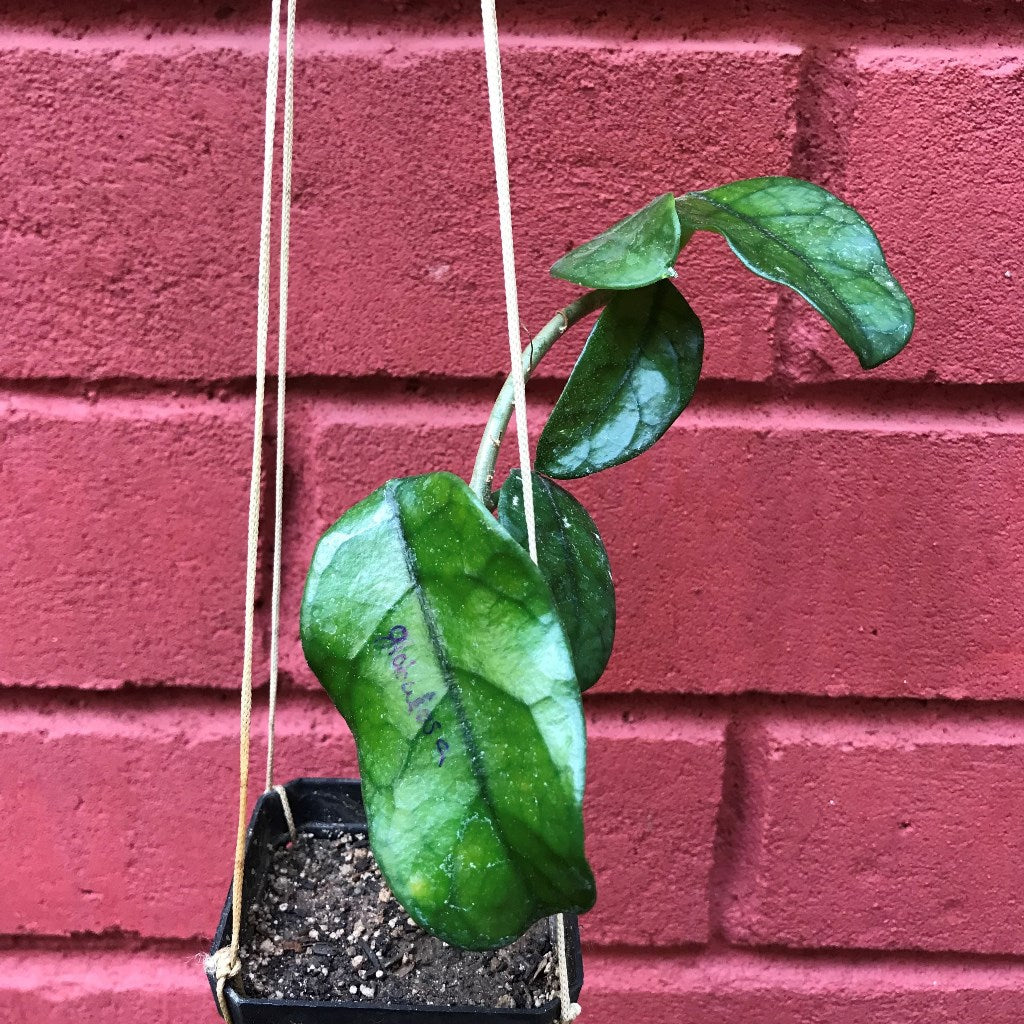 Hoya Globulosa Plant - myBageecha