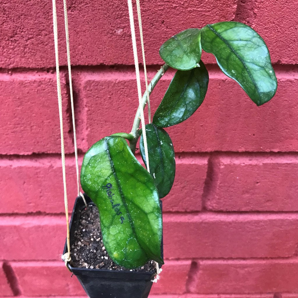 Hoya Globulosa Plant - myBageecha