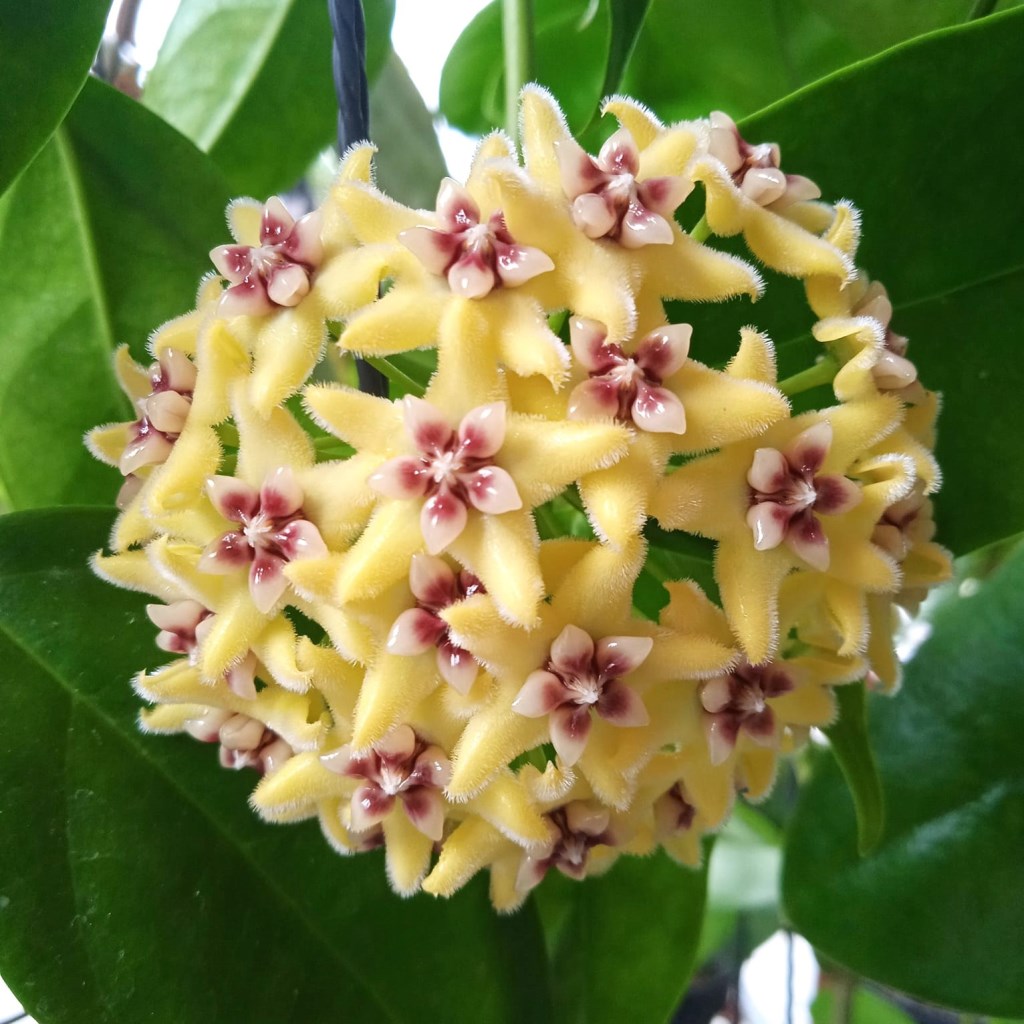 Hoya Halconensis Plant - myBageecha