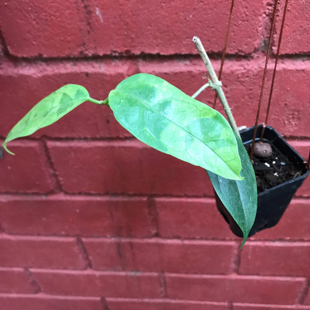 Hoya Mindorensis pg12 Plant - myBageecha