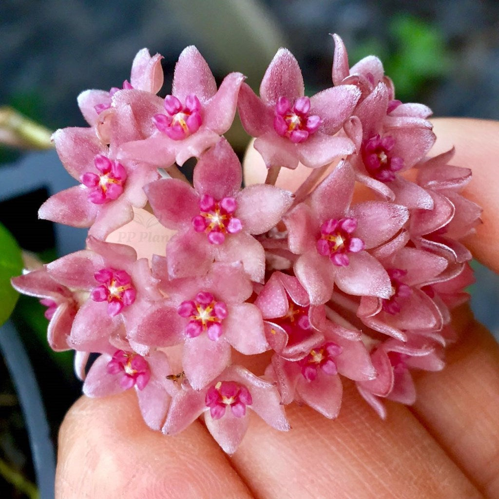 Hoya Hanhiae Pink Plant - myBageecha