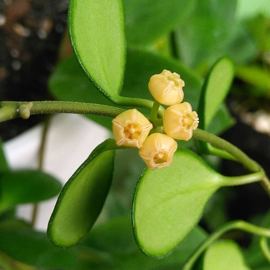 Hoya Heuschkeliana Yellow Plant - myBageecha