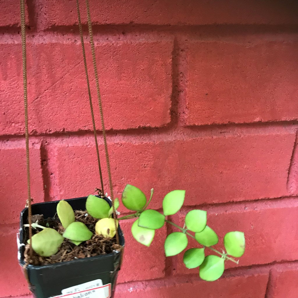 Hoya Heuschkeliana Pink Plant - myBageecha