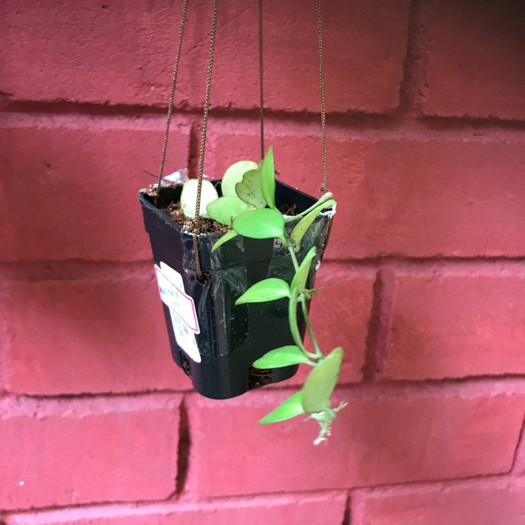 Hoya Heuschkeliana Pink Plant - myBageecha