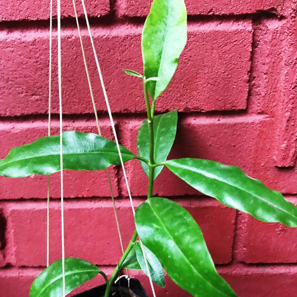 Hoya Imperial Red Plant - myBageecha