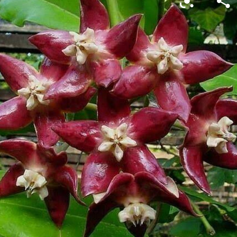 Hoya Imperial Red Plant - myBageecha