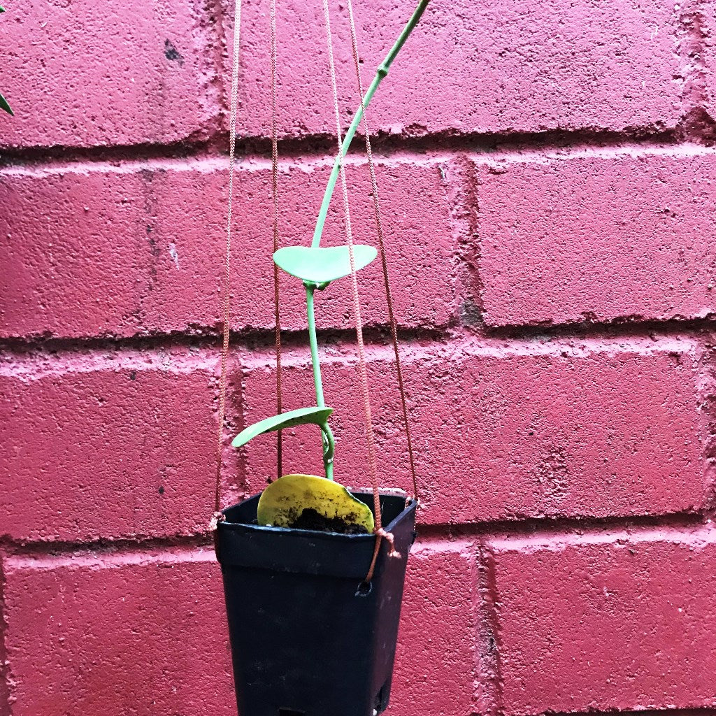 Hoya Kastbergii Plant - myBageecha