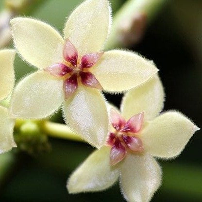 Hoya Kastbergii Plant - myBageecha