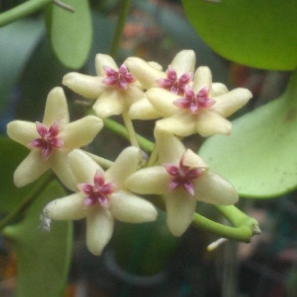 Hoya Kastbergii Plant - myBageecha