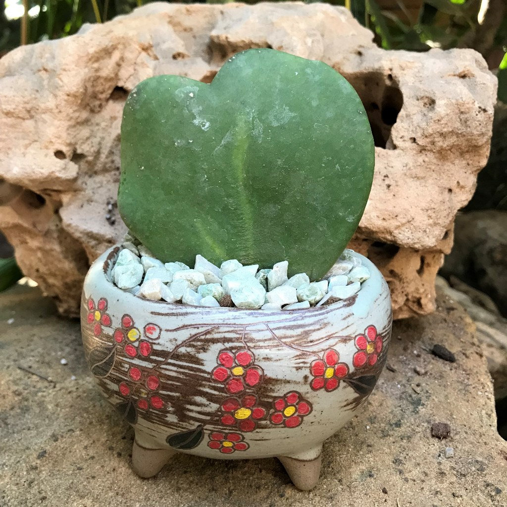 Hoya Kerrii Plant - myBageecha