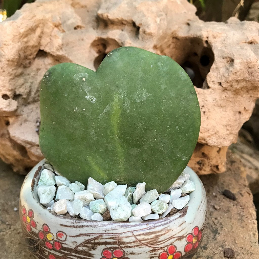 Hoya Kerrii Plant - myBageecha