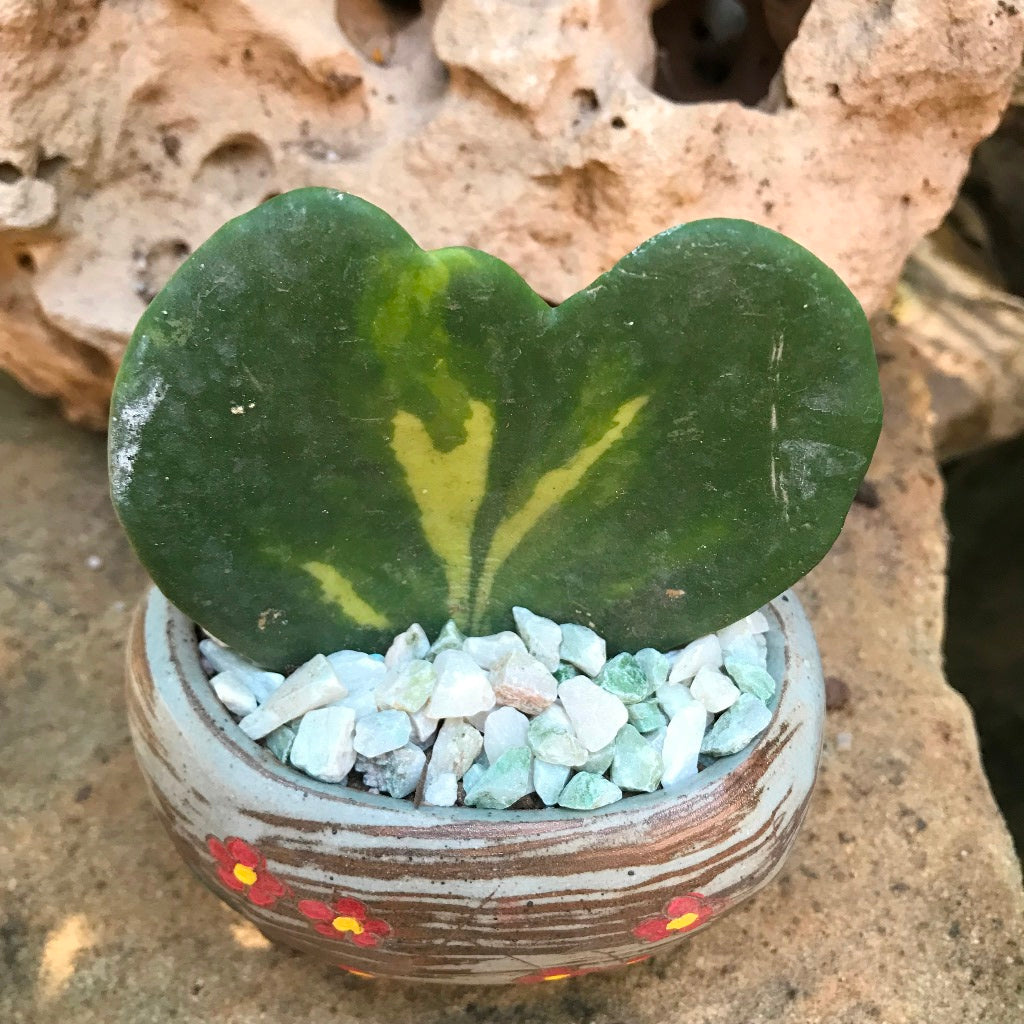 Hoya Kerrii Reverse Variegata Plant - myBageecha