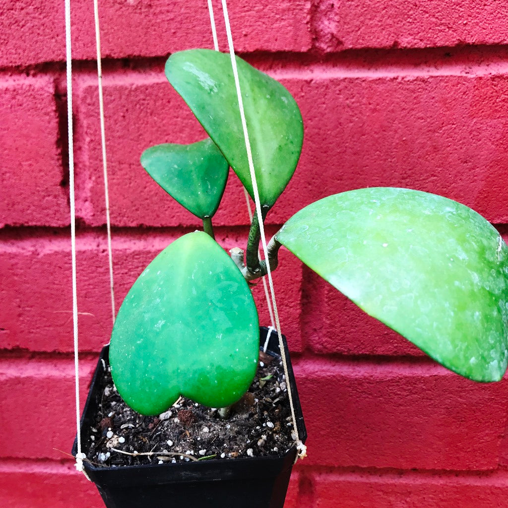 Hoya Kerrii Plant - myBageecha
