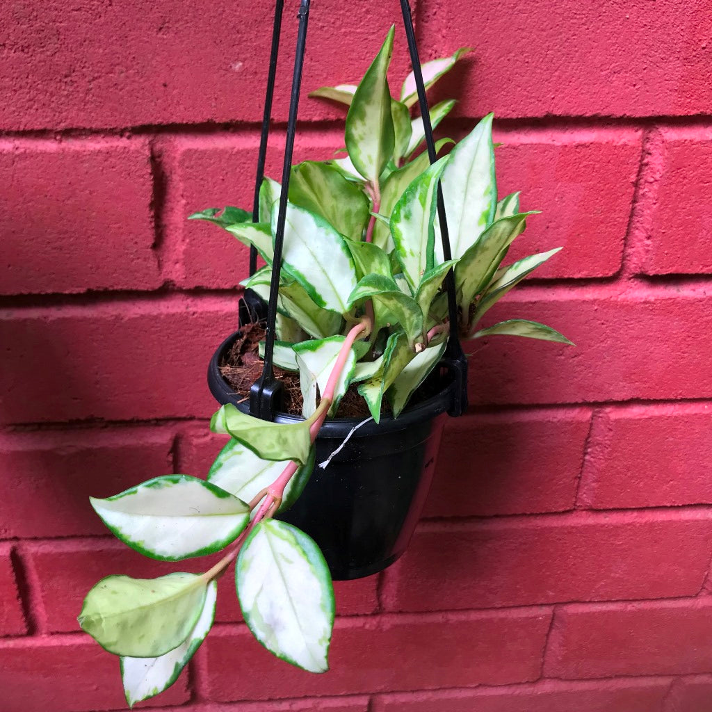 Hoya Krimson Princess Plant - myBageecha
