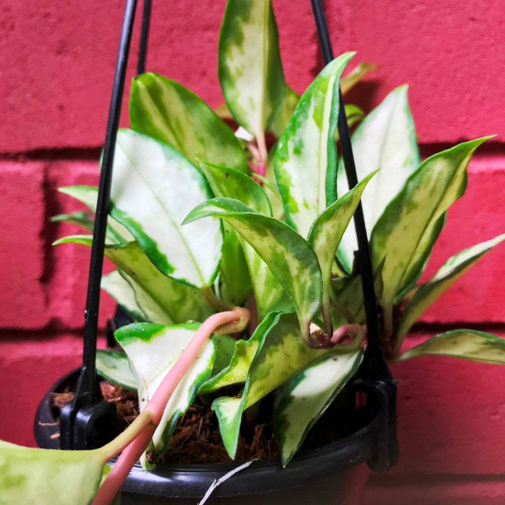 Hoya Krimson Princess Plant - myBageecha