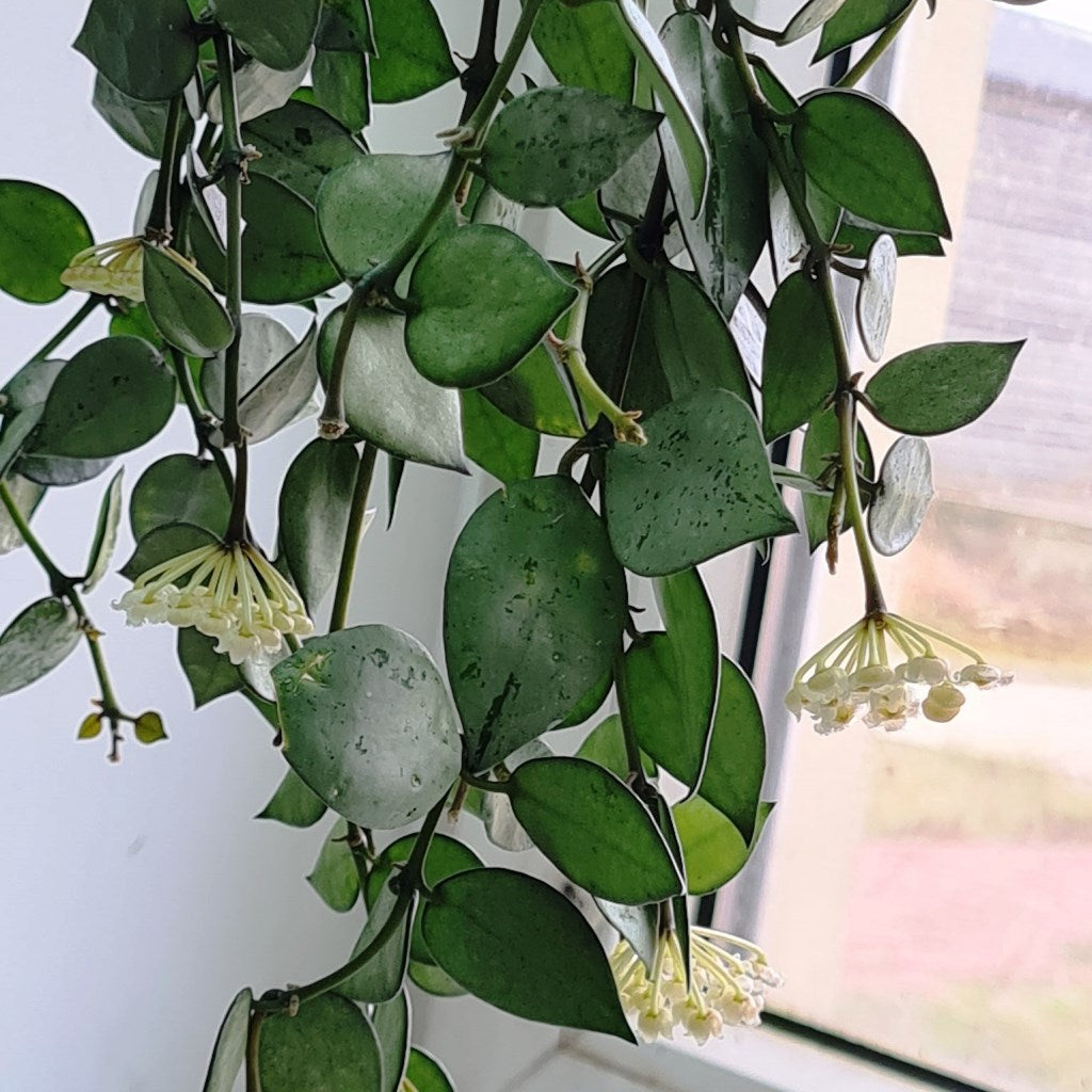 Hoya Krohniana Eskimo Splash Plant - myBageecha