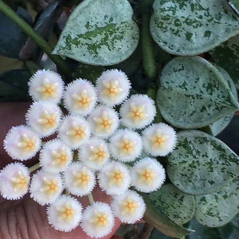 Hoya Krohniana Eskimo Splash Plant - myBageecha