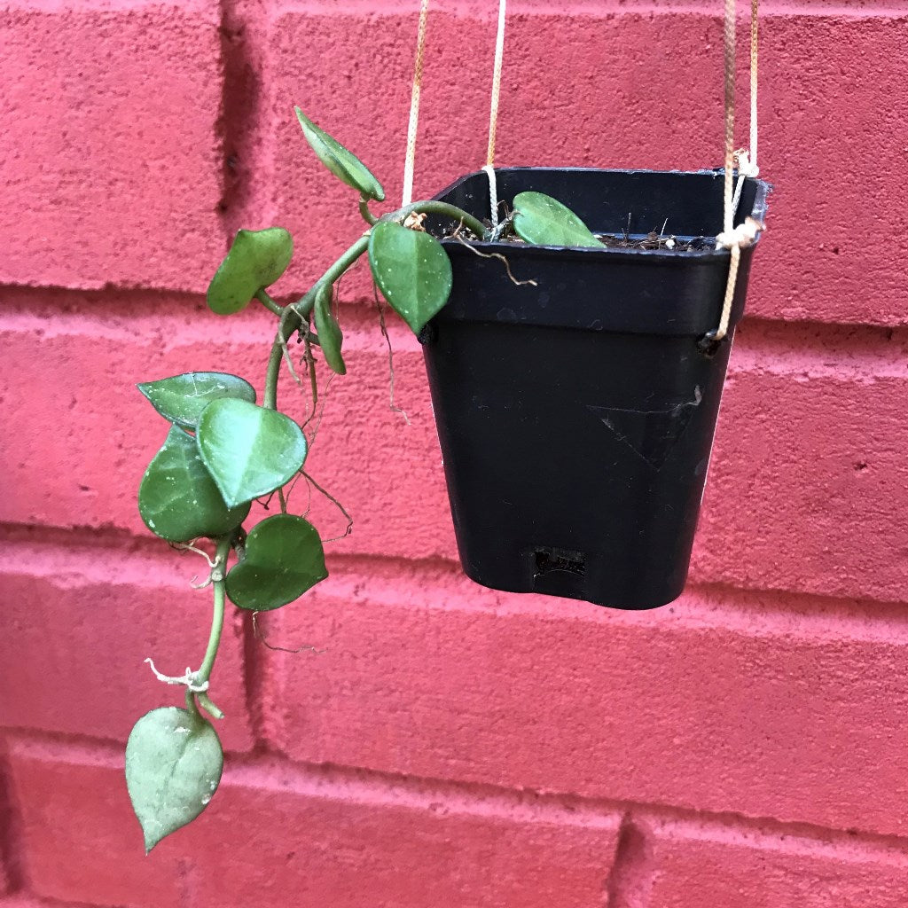Hoya Krohniana Plant - myBageecha