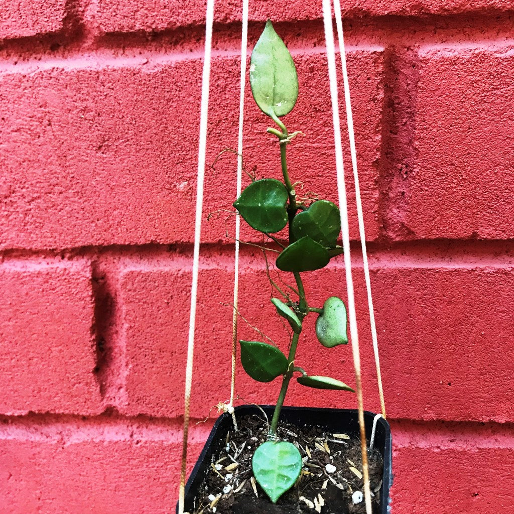 Hoya Krohniana Plant - myBageecha