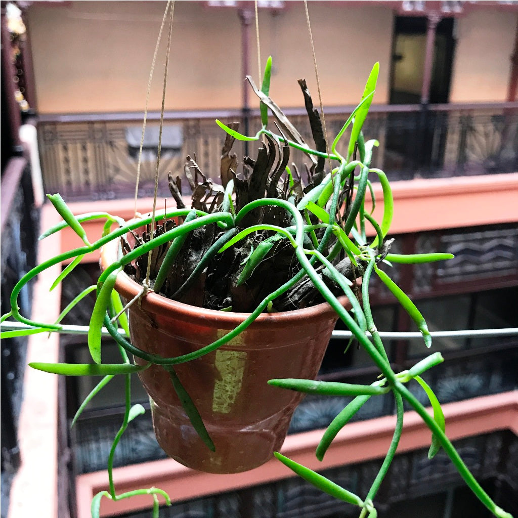 Dischidia Bengalensis Plant - myBageecha